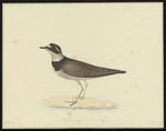 little ringed plover (Charadrius dubius)