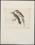 white-throated bee-eater (Merops albicollis)