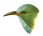 blue-bearded bee-eater (Nyctyornis athertoni)