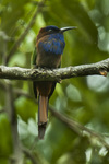 purple-bearded bee-eater, Celebes bee-eater (Meropogon forsteni)