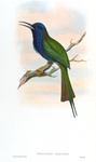 purple-bearded bee-eater, Celebes bee-eater (Meropogon forsteni)