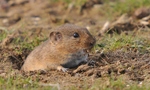 Günther's vole, Levant vole (Microtus guentheri)