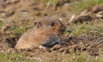 Günther's vole, Levant vole (Microtus guentheri)