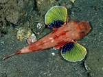 Lepidotrigla guentheri, Redbanded searobin