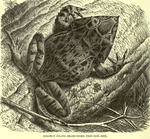 ...Ceratobatrachus guentheri (Solomon Island leaf frog, Solomon Island eyelash frog, Gunther's tria