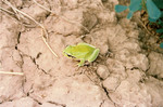 Mediterranean tree frog, stripeless tree frog (Hyla meridionalis)