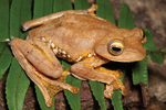 Rhacophorus pardalis (harlequin tree frog, harlequin flying frog)