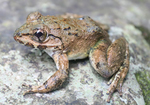 Luzon fanged frog (Limnonectes macrocephalus)