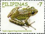 Taylor’s Igorot frog (Hylarana igorota)