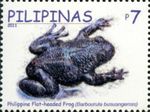 Philippine flat-headed frog (Barbourula busuangensis)