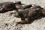 Philippine flat-headed frog (Barbourula busuangensis)