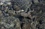 Philippine flat-headed frog (Barbourula busuangensis)