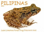 Luzon limestone forest frog (Platymantis biak)