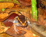 painted antnest frog (Lithodytes lineatus)