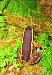 painted antnest frog (Lithodytes lineatus)