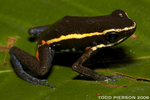 spot-legged poison frog (Ameerega picta)