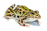 northern leopard frog (Lithobates pipiens)