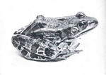 northern leopard frog (Lithobates pipiens)