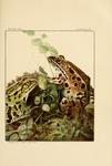 northern leopard frog (Lithobates pipiens)