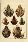 northern leopard frog (Lithobates pipiens), southern leopard frog (Lithobates sphenocephalus