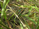 southern leopard frog (Lithobates sphenocephalus)