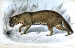 Amur leopard cat (Prionailurus bengalensis euptilurus)