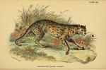 Javan leopard cat (Prionailurus bengalensis javanensis)