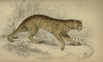 Javan leopard cat (Prionailurus bengalensis javanensis)