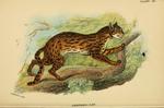leopard cat (Prionailurus bengalensis)