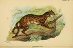 leopard cat (Prionailurus bengalensis)