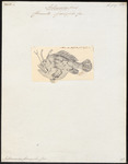 Kuiterichthys furcipilis, Rough anglerfish