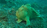 Commerson's frogfish, giant frogfish (Antennarius commerson)