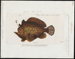 Commerson's frogfish, giant frogfish (Antennarius commerson)