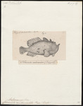 Commerson's frogfish, giant frogfish (Antennarius commerson)