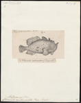 Commerson's frogfish, giant frogfish (Antennarius commerson)