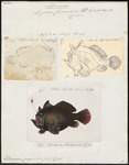 Commerson's frogfish, giant frogfish (Antennarius commerson)