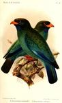 Oriental dollarbird, dollar roller (Eurystomus orientalis)