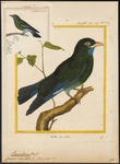 Oriental dollarbird, dollar roller (Eurystomus orientalis)