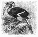 great hornbill (Buceros bicornis)