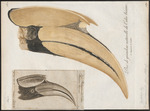 great hornbill (Buceros bicornis)