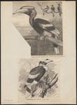 great hornbill (Buceros bicornis)