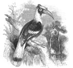 great hornbill (Buceros bicornis)