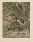 Eurasian kingfisher, common kingfisher (Alcedo atthis)