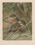 Eurasian kingfisher, common kingfisher (Alcedo atthis)