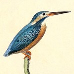 Eurasian kingfisher, common kingfisher (Alcedo atthis)