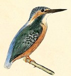 European kingfisher, common kingfisher (Alcedo atthis ispida)