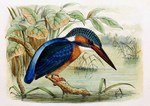 European kingfisher, common kingfisher (Alcedo atthis ispida)