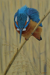 Eurasian kingfisher, common kingfisher (Alcedo atthis)