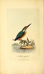 European kingfisher, common kingfisher (Alcedo atthis ispida)