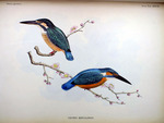 Eurasian kingfisher, common kingfisher (Alcedo atthis bengalensis)